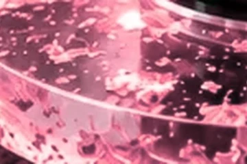 Détail des disques pétales de rose